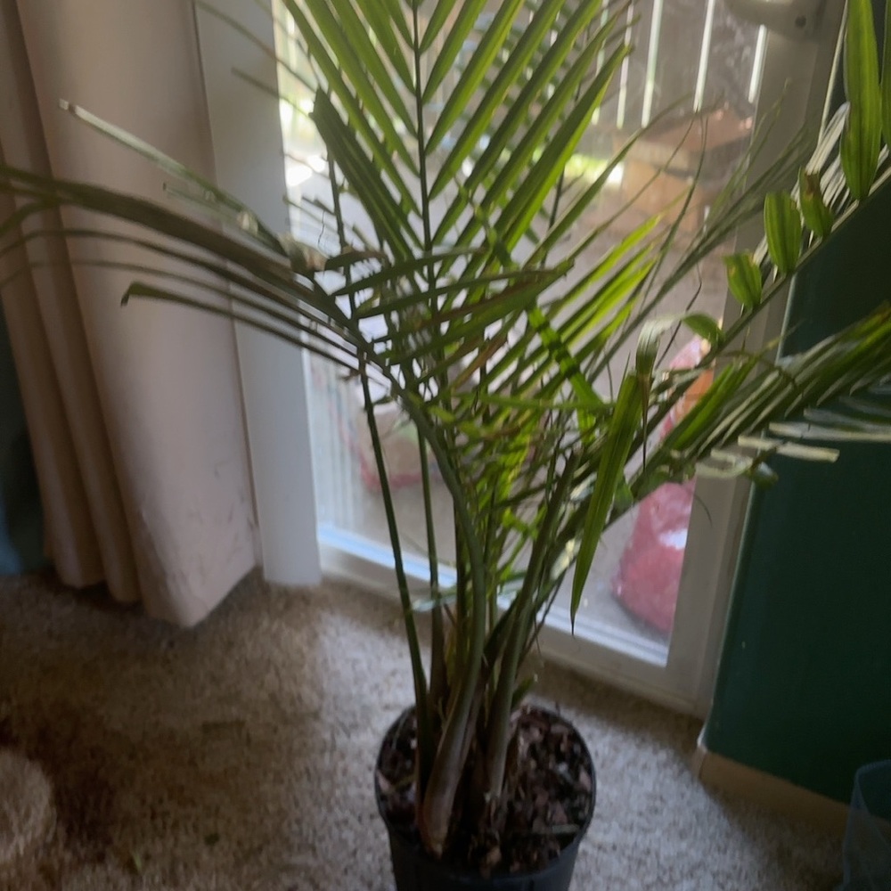 Meet your Posher, Joanne